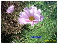 Cosmos sea shell.jpg