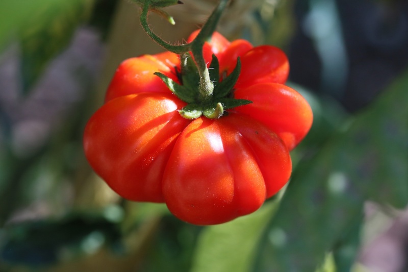 Fichier:Costoluto Genovese-2.jpg