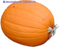 Courge Mother Lode.jpg