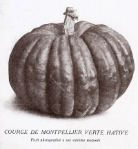 Courge de Montpellier-1.jpg