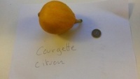 Courgette citron-1.jpg