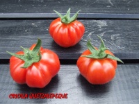 Criolla Quetzalepeque-1.jpg