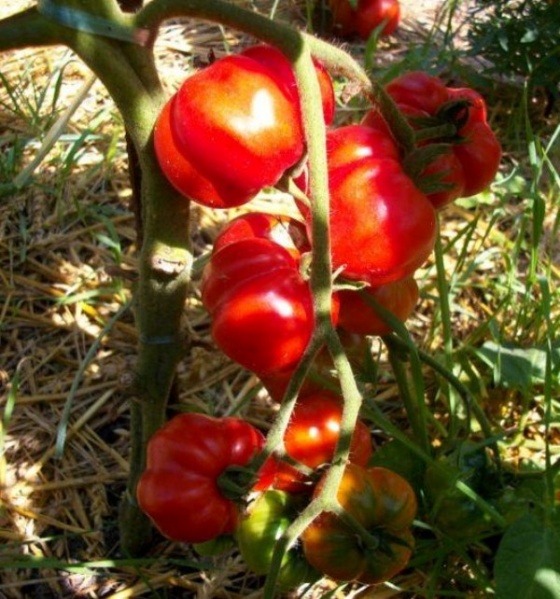 Fichier:Criolla Quetzalepeque-2.jpg