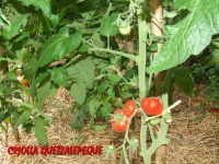 Criolla Quetzalepeque.jpg