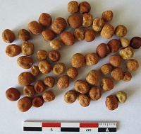 Crotte de lièvre.jpg