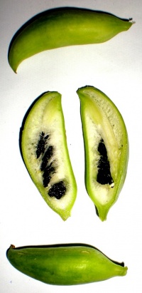 Cyclanthère à feuilles digitées-1.jpg