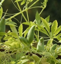 Cyclanthère à feuilles digitées.jpg