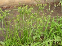 Cyperus eragrostis.jpg