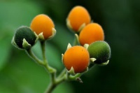 Cyphomandra abutiloides.jpg