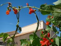 D4ESPAGNE A CRAINE BICOLORE-1.jpg