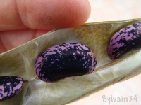 D4ESPAGNE A CRAINE BICOLORE-2.jpg