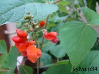 D4ESPAGNE A CRAINE BICOLORE.jpg