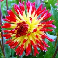 Dahlia 'Oiseau de feu'-1.jpg