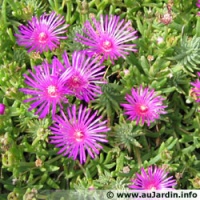 Delosperma.jpg