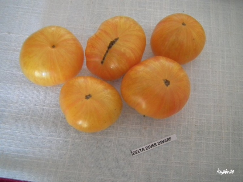 Fichier:Delta Diver Dwarf.jpg