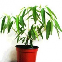 Desmodium Gyrans-1.jpg