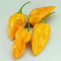 Devil's tongue yellow.jpg