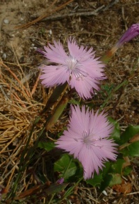Dianthus gallicus.jpg