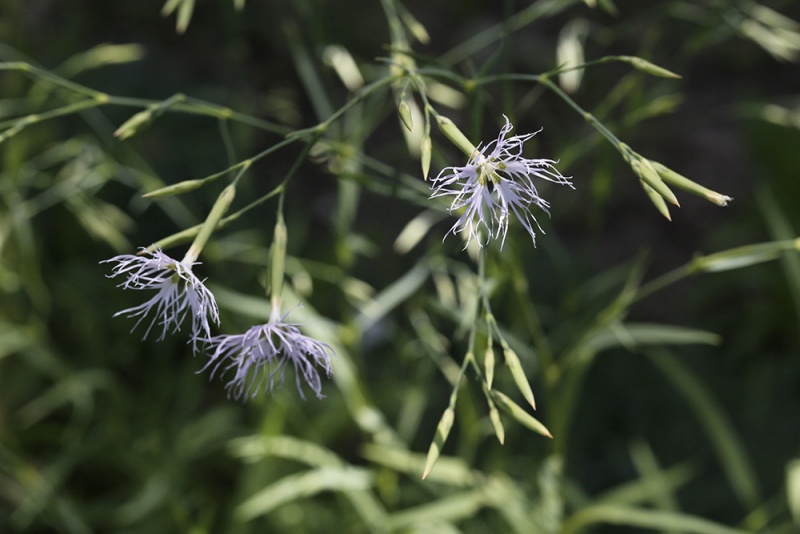 Fichier:Dianthus superbus.jpg