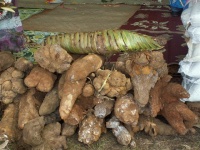 Dioscorea batatas.jpg