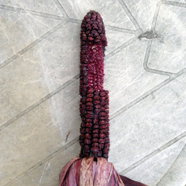 Fichier:Double red-2.jpg