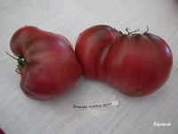 Dwarf Purple Heart.jpg