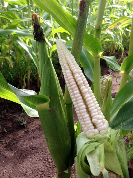 Fichier:Early June-1.jpg