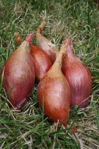 Echalion cuisse de poulet du Poitou.jpg