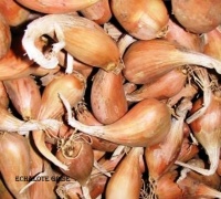 Echalote Grise-1.jpg