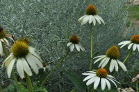 Echinacea pallida Hula Dancer.jpg