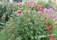 Echinacea purpurea-1.jpg