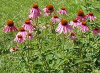 Echinacea purpurea-2.jpg