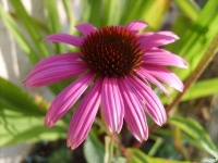 Echinacea purpurea.jpg