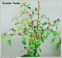 Ecuador purple-1.jpg