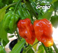 Ecuardorian devils breath-1.jpg