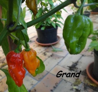 Ecuardorian devils breath.jpg