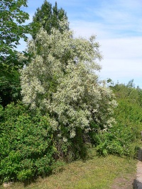 Elaeagnus angustifolia-1.jpg
