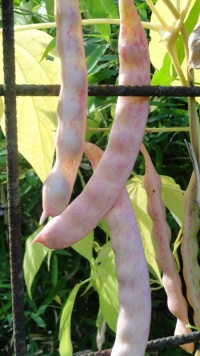 Empereur Frédéric-1.jpg