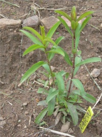 Estragon du Mexique-1.jpg