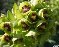 Euphorbe black pearl-1.jpg