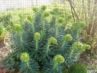 Euphorbe black pearl.jpg