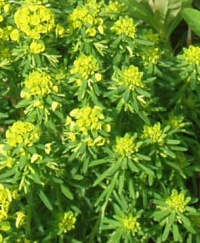 Euphorbe petit cyprès-1.jpg