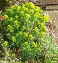 Euphorbe petit cyprès.jpg