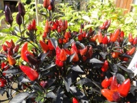 Explosive ember-1.jpg