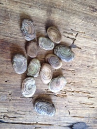 Fève atawallpàs fingerprint.jpg