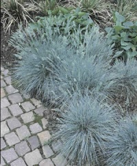 Fétuque élevée.jpg