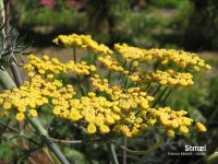 FENOUIL bronze-1.jpg