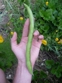 FEVE fève d aguadulce-1.jpg