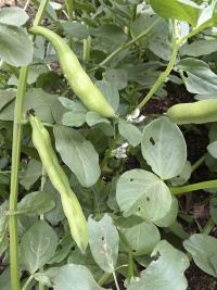 FEVE fève d aguadulce-2.jpg