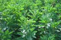 FEVE fève d aguadulce.jpg